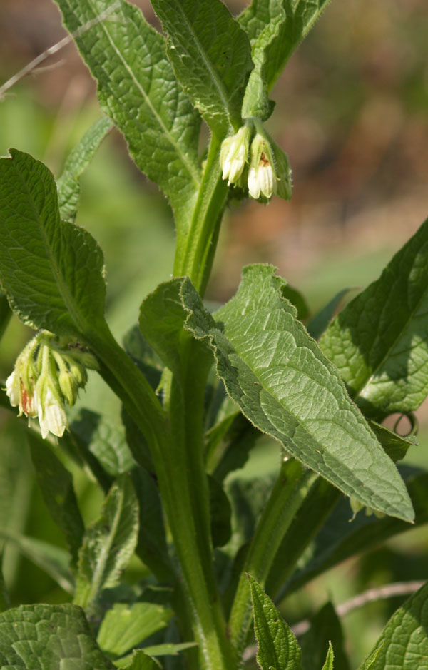Symphytum officinale / Consolida maggiore